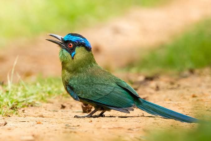 Andean Motmot