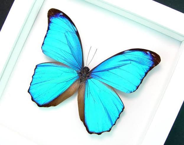 Blue Morpho Butterfly