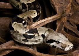 Boa Constrictor