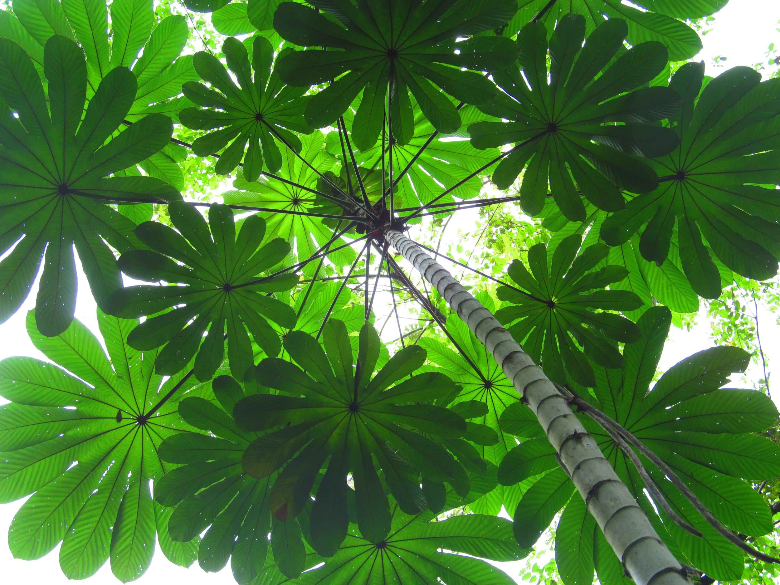 Cecropia Tree