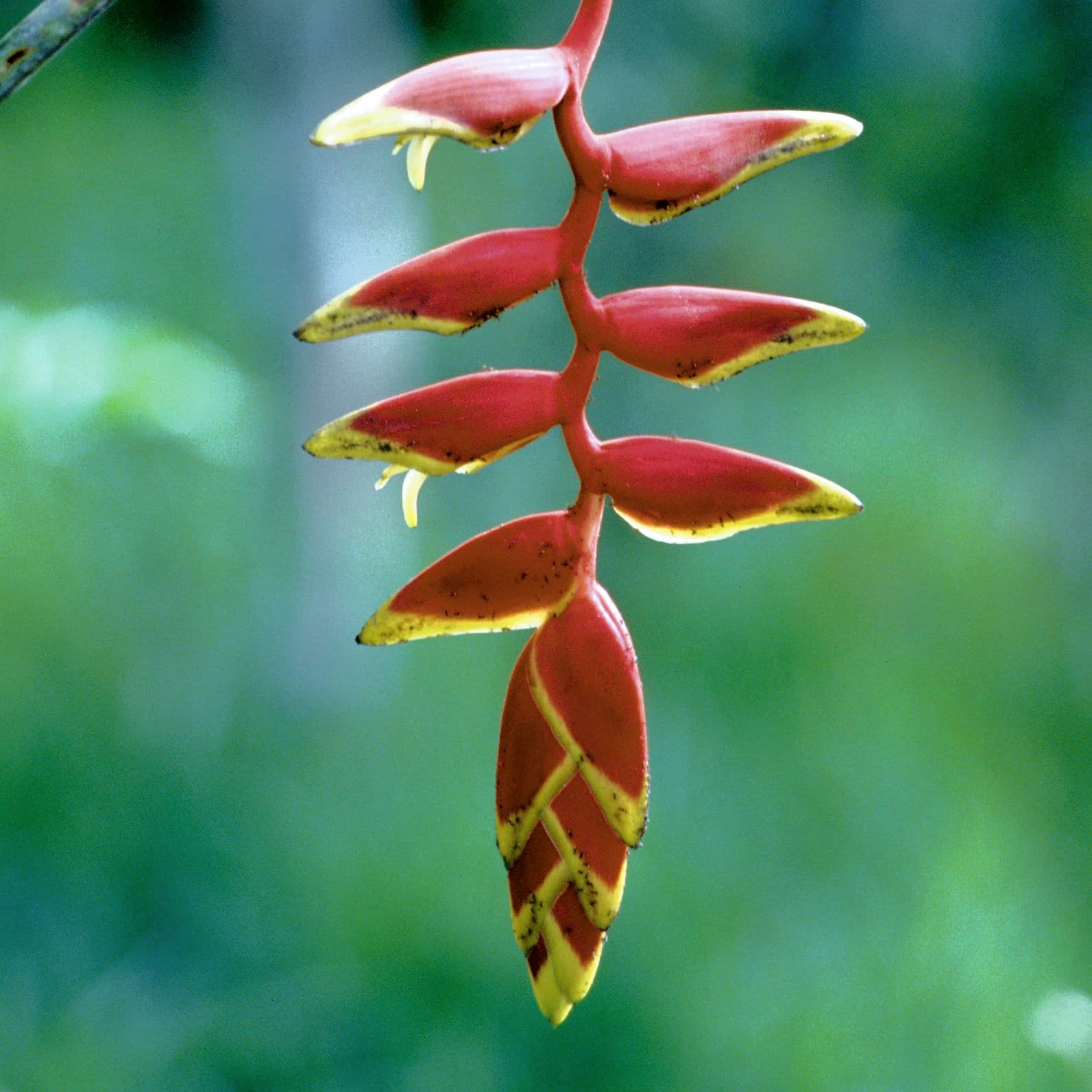 Heliconia
