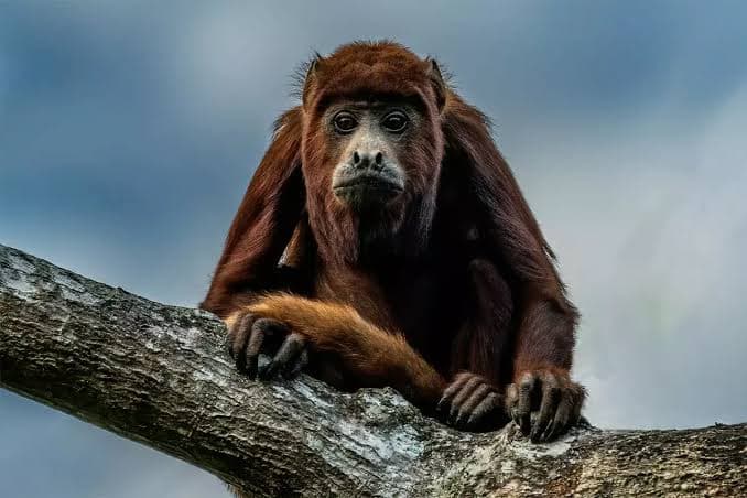 Red Howler Monkey
