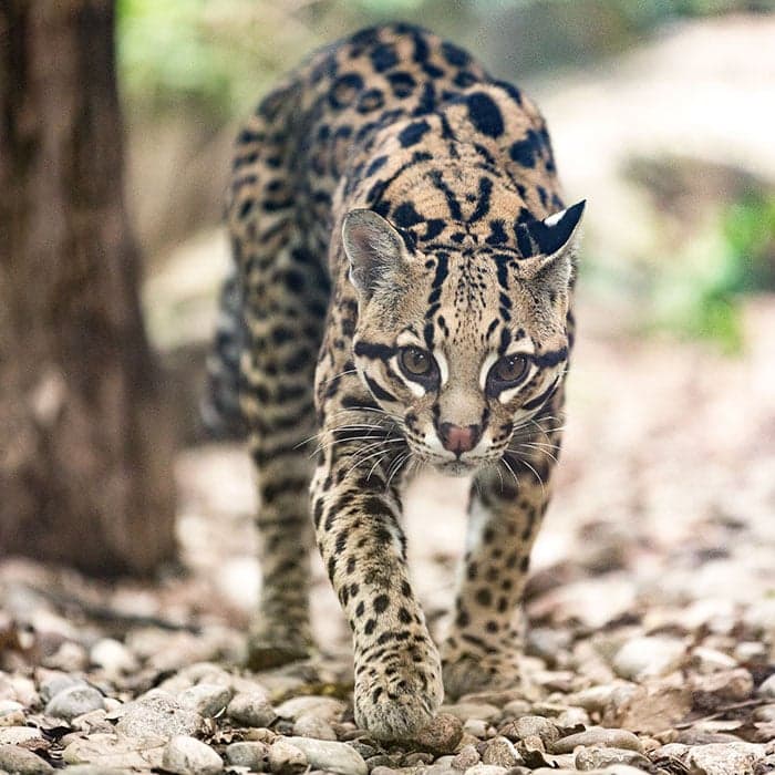 Ocelot