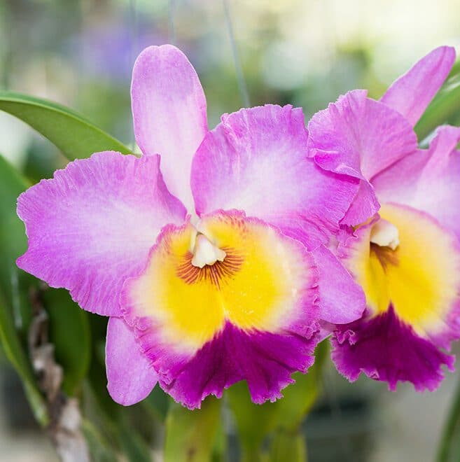 Cattleya Orchid