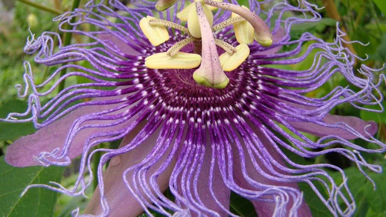 Passionflower Vine