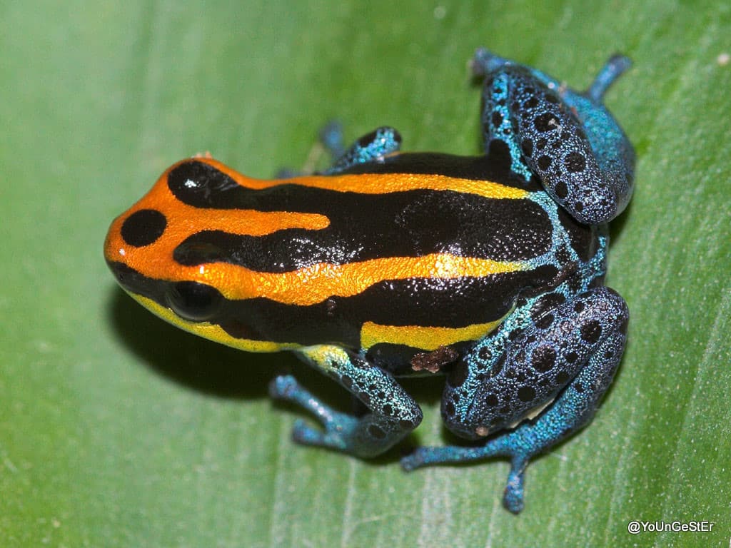 Amazonian Poison Dart Frog