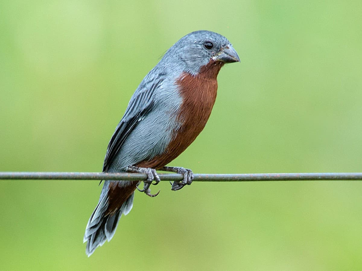 Chestnut-bellied Seedeater