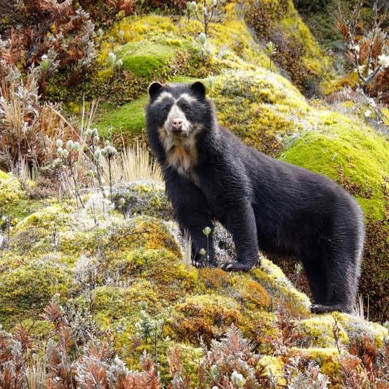 Spectacled Bear