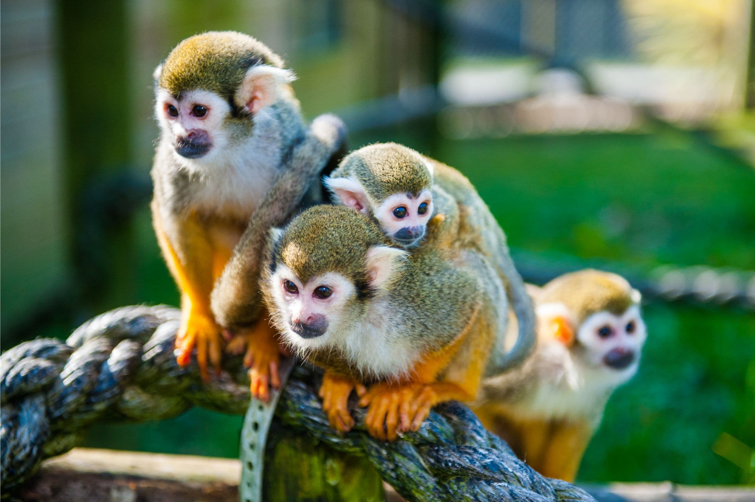 Squirrel Monkey