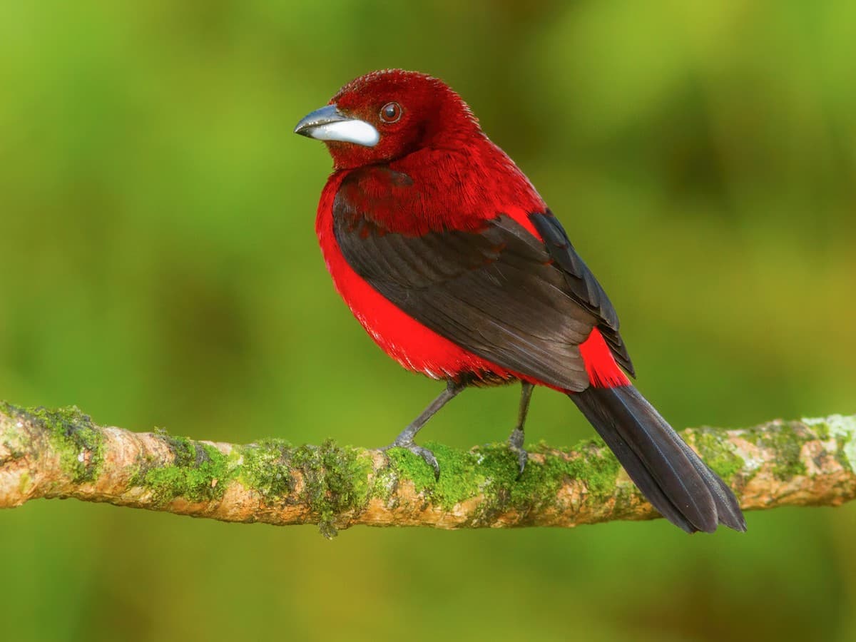 Tanager (Crimson-backed)