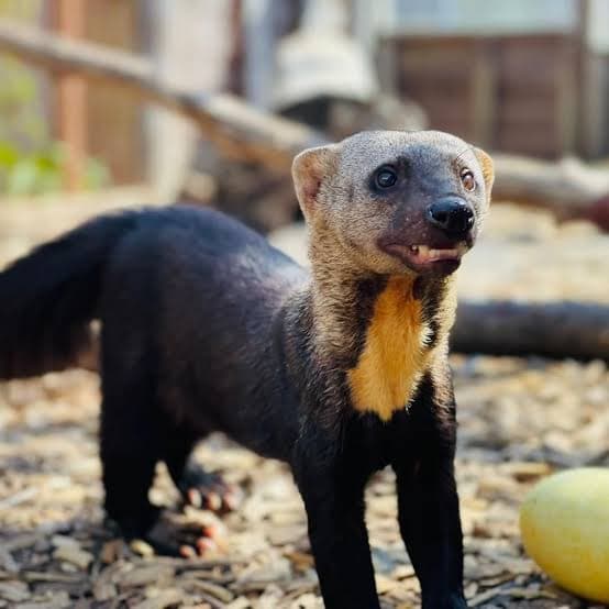 Tayra