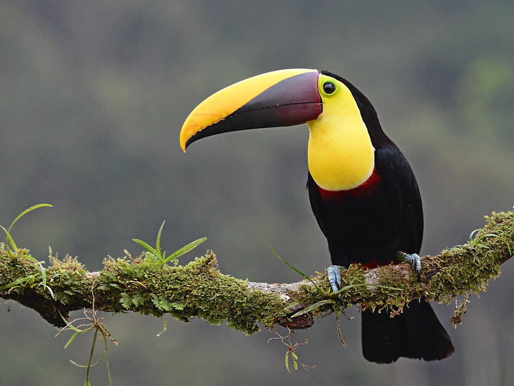 Toucans (Chestnut-mandibled)
