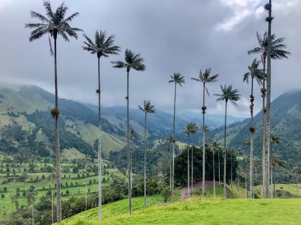 Palma de Cera (Wax Palm)